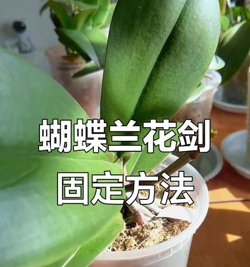 蝴蝶兰的养护技巧有哪些？