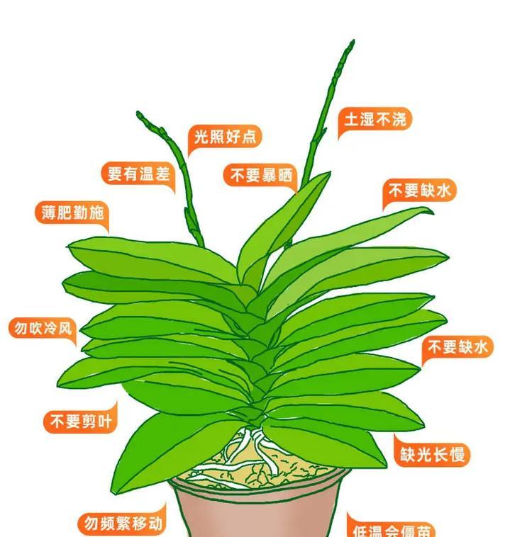蝴蝶兰的养护技巧有哪些？