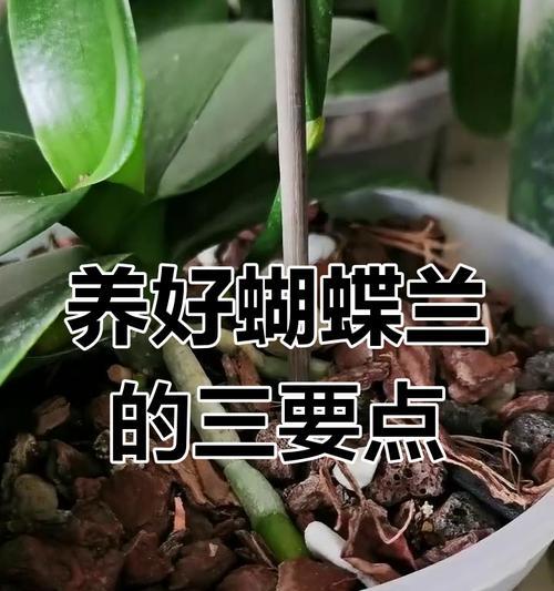 蝴蝶兰的养护技巧有哪些？