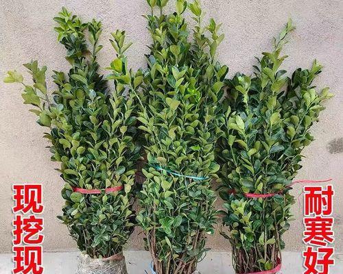 适合用作绿篱的植物有哪些？