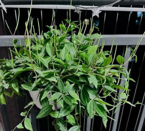 植物翡翠的养殖方法和注意事项？