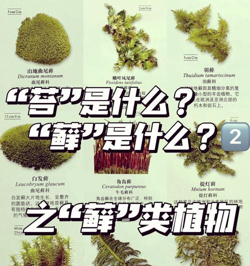 苔藓的正确种植方法是什么？