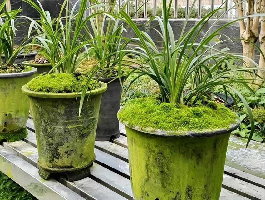 苔藓的正确种植方法是什么？