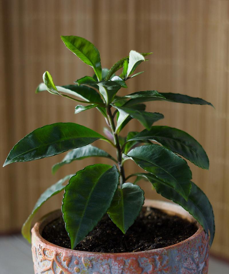 非洲茉莉开花的条件和养护方法是什么？