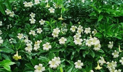 非洲茉莉开花的条件和养护方法是什么？