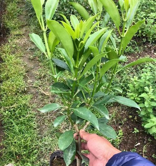 非洲茉莉开花的条件和养护方法是什么？