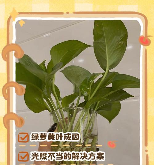 绿罗叶子发黄怎么办？可能的原因和解决方法是什么？