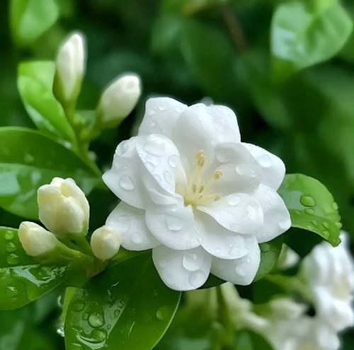 茉莉的种植方法是什么？如何保持其生长？