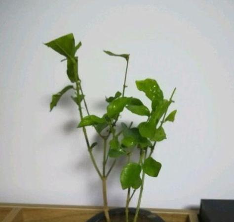 茉莉的种植方法是什么？如何保持其生长？