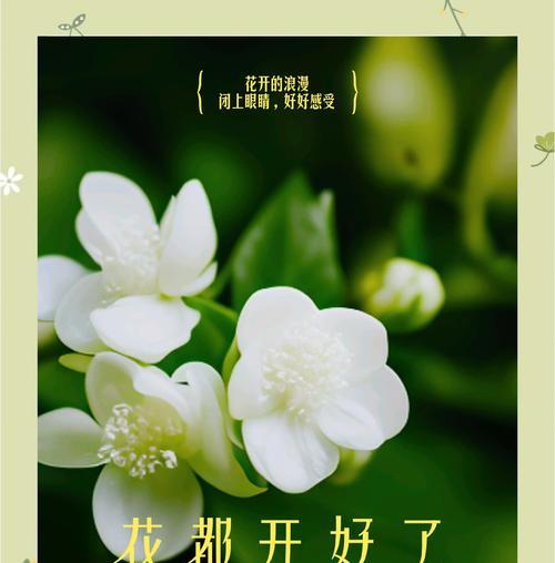 茉莉的种植方法是什么？如何保持其生长？