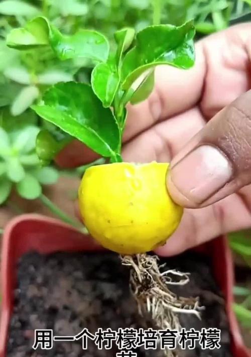 柠檬盆栽的种植步骤和护理要点是什么？
