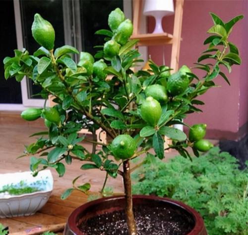 柠檬盆栽的种植步骤和护理要点是什么？