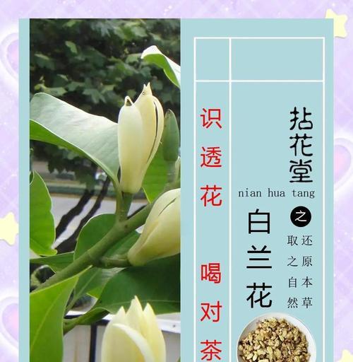 白兰花的养殖技巧和常见问题解答？