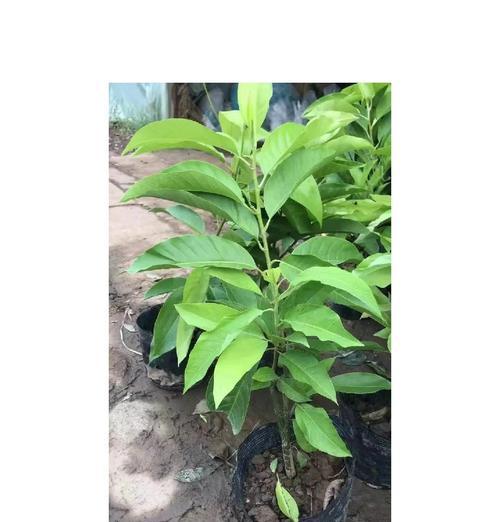 白兰花的养殖技巧和常见问题解答？