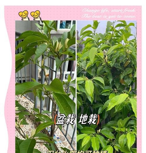白兰花的养殖技巧和常见问题解答？