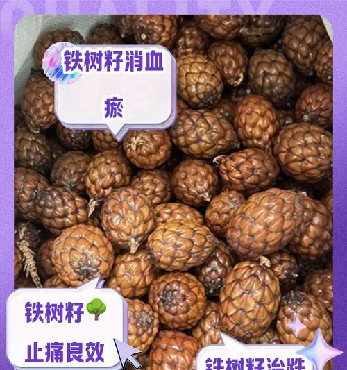 铁树种子的种植步骤有哪些？