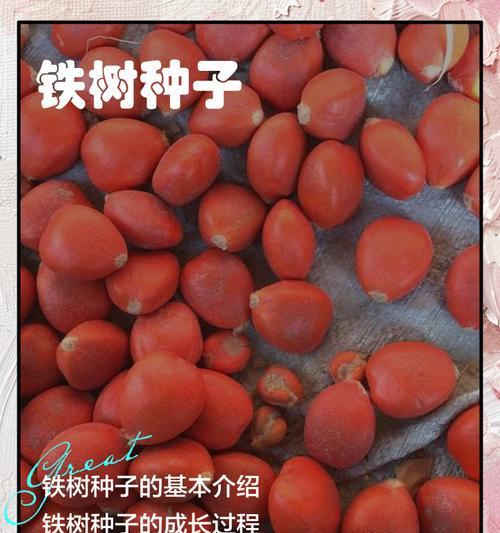 铁树种子的种植步骤有哪些？