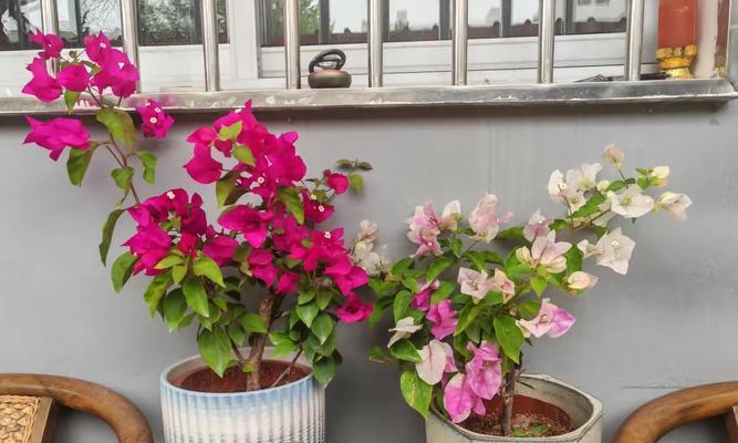 为什么三角梅不开花？三角梅不开花的原因及解决办法是什么？