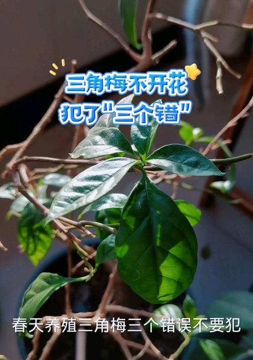 为什么三角梅不开花？三角梅不开花的原因及解决办法是什么？