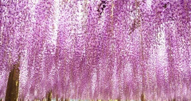艳丽的花有哪些？它们为何能在花海中脱颖而出？