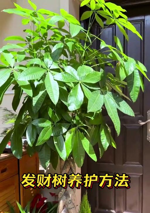 发财树浇水技巧是什么？