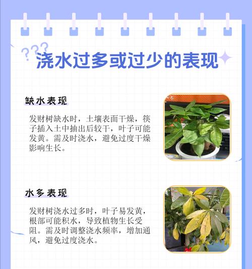 发财树浇水技巧是什么？