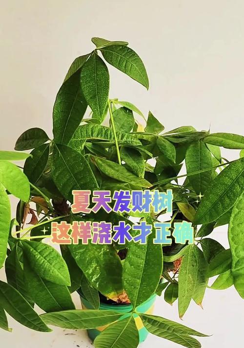 发财树浇水技巧是什么？
