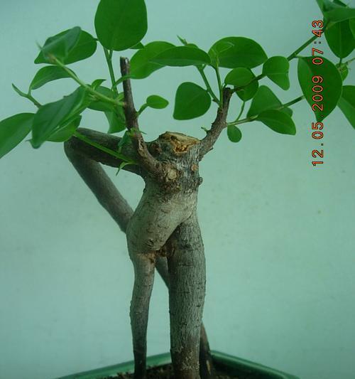 人生榕树的养殖方法有哪些？