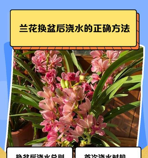 野生兰草的正确养护方法是什么？