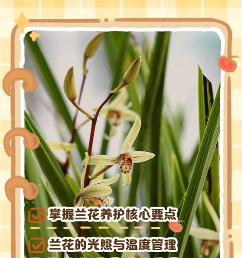 野生兰草的正确养护方法是什么？