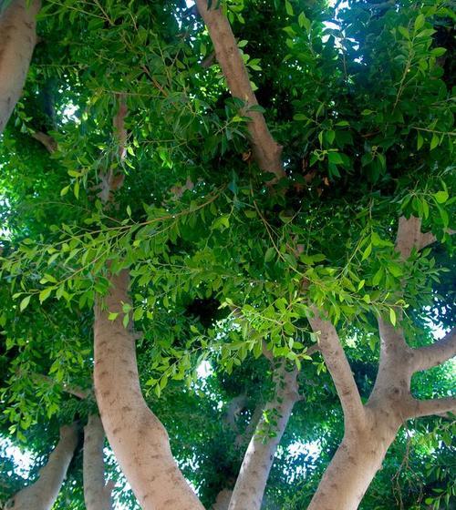 皂角树种植步骤是什么？需要注意哪些问题？