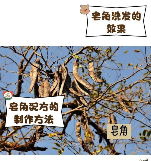 皂角树种植步骤是什么？需要注意哪些问题？