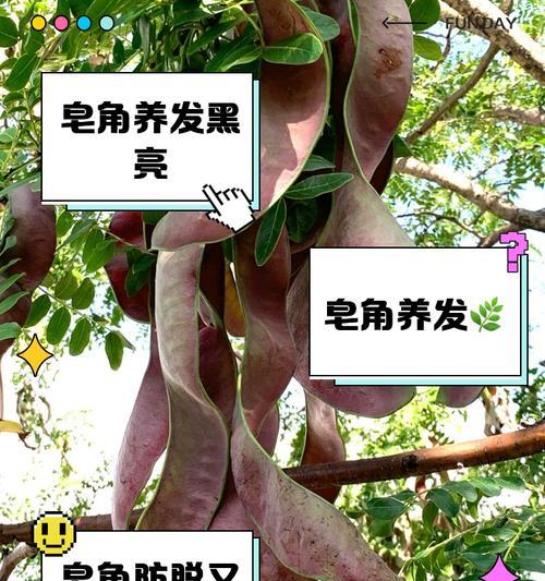 皂角树种植步骤是什么？需要注意哪些问题？