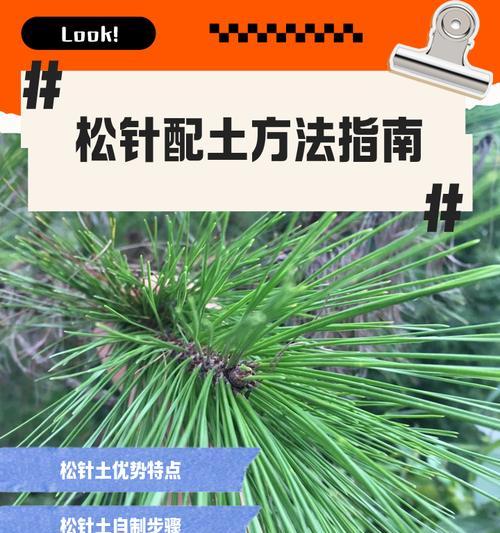 幸福树松土的正确方法是什么？