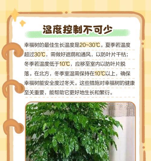 幸福树松土的正确方法是什么？