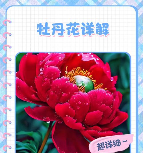 牡丹花的外观特征是什么？