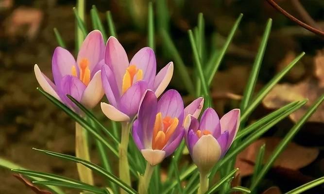 西红花怎么养？西红花的养殖方法有哪些？