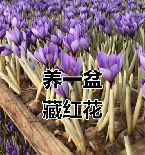 西红花怎么养？西红花的养殖方法有哪些？