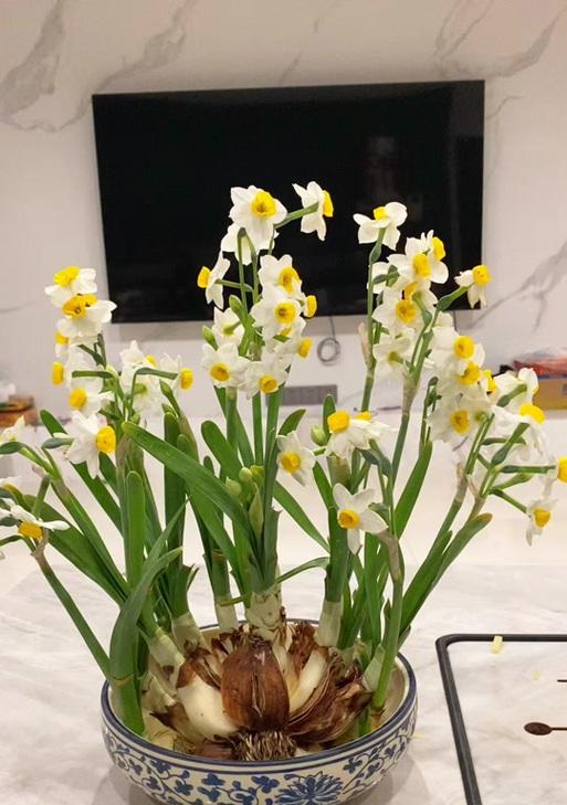 水仙烂根的原因及预防措施是什么？