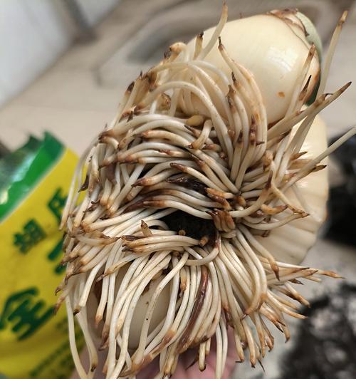 水仙烂根的原因及预防措施是什么？