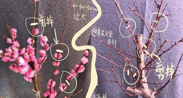 紫藤修剪的最佳时机是什么时候？修剪后如何促进新枝生长？