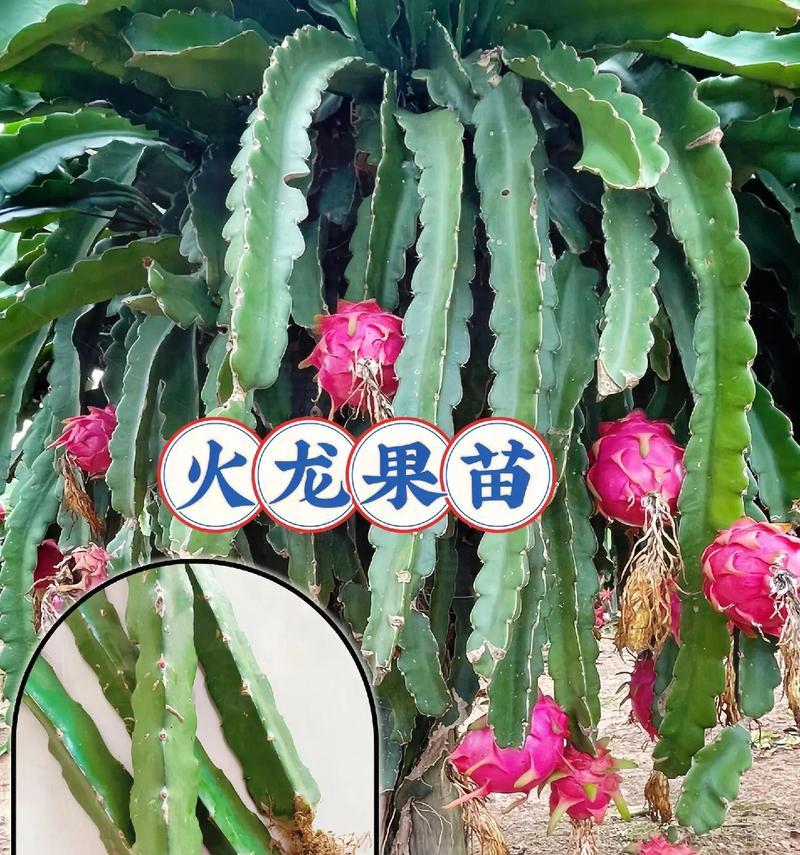 火龙果的种植方法有哪些？如何提高产量？