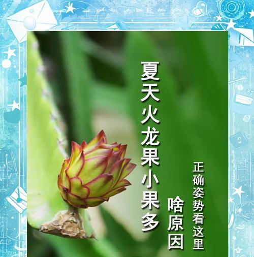 火龙果的种植方法有哪些？如何提高产量？