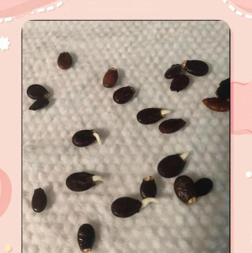 种子催芽有哪些有效方法？步骤是什么？