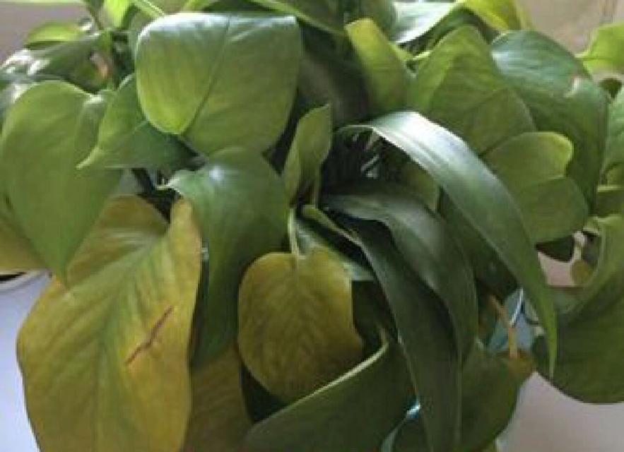 水培植物叶子发黄如何处理？
