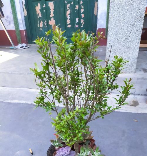 石榴盆栽种植的步骤和技巧是什么？