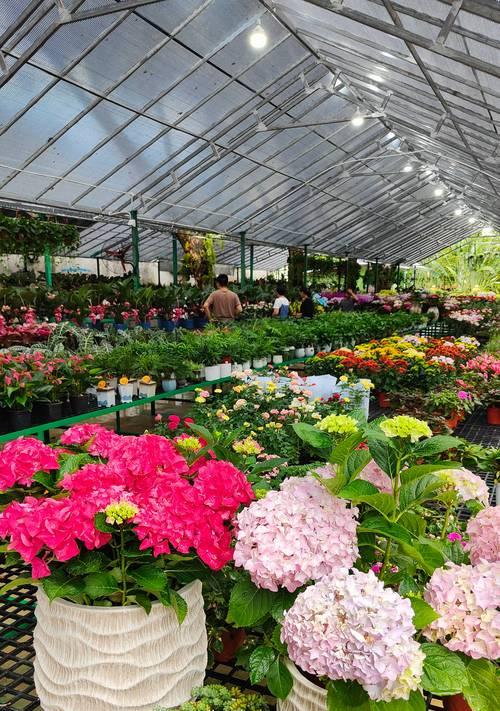 北京庭院适合种植哪些花卉？如何选择庭院花种？