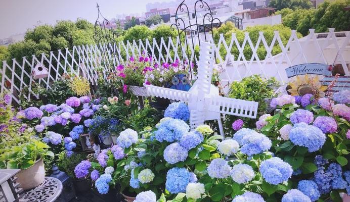 北京庭院适合种植哪些花卉？如何选择庭院花种？