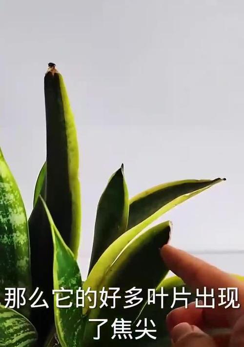 虎皮兰叶子发黄的原因及解决方法是什么？