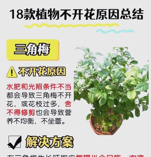 金鱼花不开花的原因和解决方法是什么？